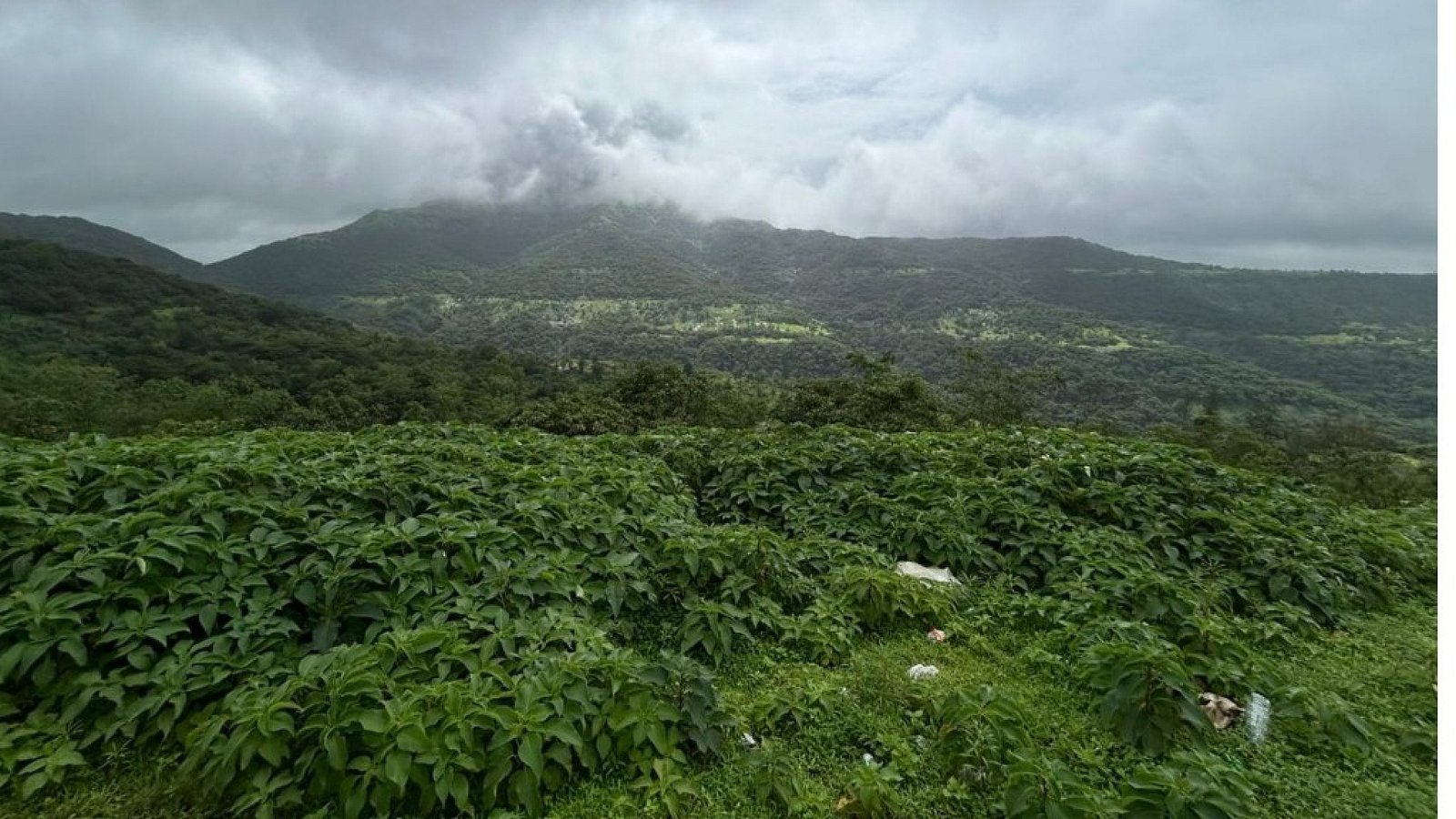 Naturesabode Landscape 2